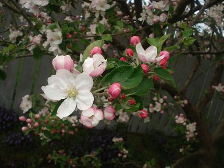APPLE BLOSSOMS