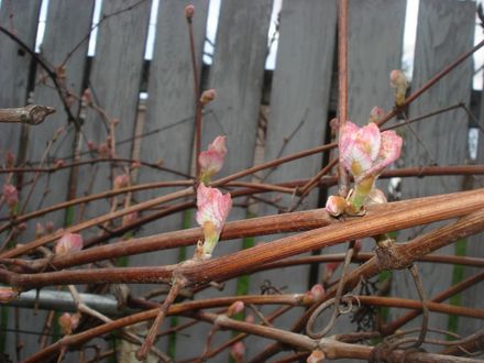 CONCORD GRAPE BUDS