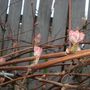Grapevine_flowers