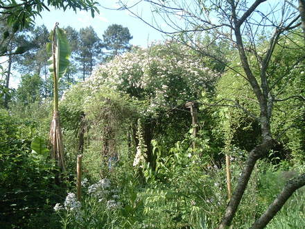 garden, rambling rose