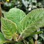 Copy_of_garden_027