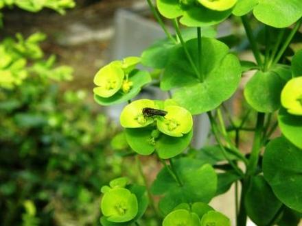 euphorbia