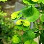 euphorbia