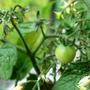 Copy_of_garden_025