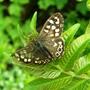 flutter by