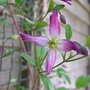 Clematis x triternata
