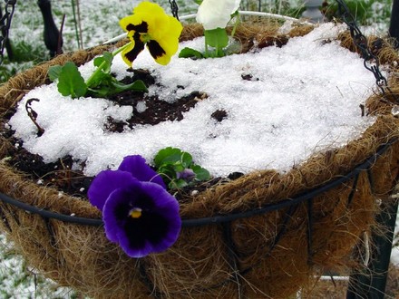 Pansies In the Snow