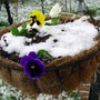 Pansies