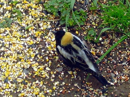 Bobolink
