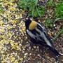 Bobolink