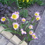 A garden flower photo
