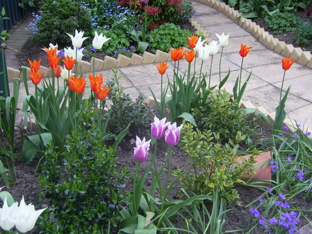 A garden flower photo