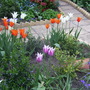 A garden flower photo