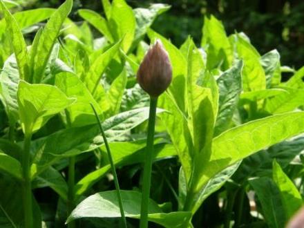 chives (Allium schoenoprasum.)