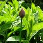 Copy_of_garden_033