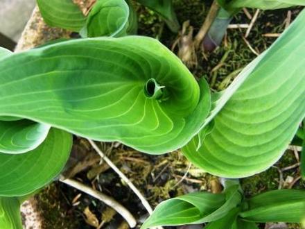 hosta
