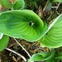 Garden_037