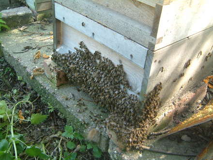 bee hive entrance