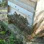 bee hive entrance