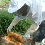 Checking_the_brooder