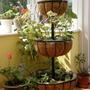 Copy_of_garden_035