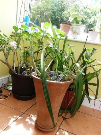 planters waiting to go outside