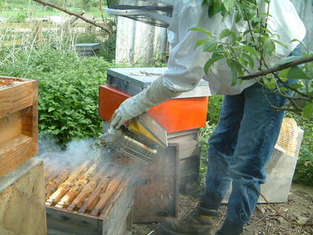 smoking the bees