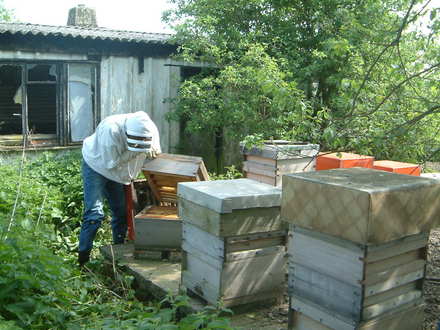 the bee hives