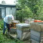 the bee hives