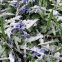 Scilla