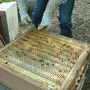 queen excluder