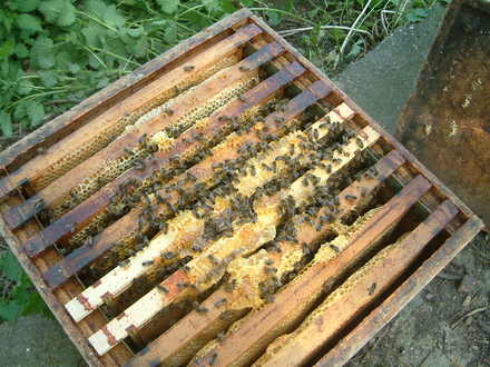 inside the bee hive