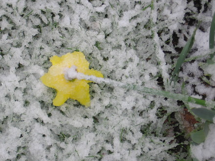 snow and daffodils don't mix