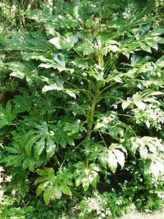 A garden flower photo (Fatsia japonica (Japanese aralia))