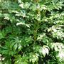 A garden flower photo (Fatsia japonica (Japanese aralia))
