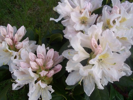 Rhododendron 