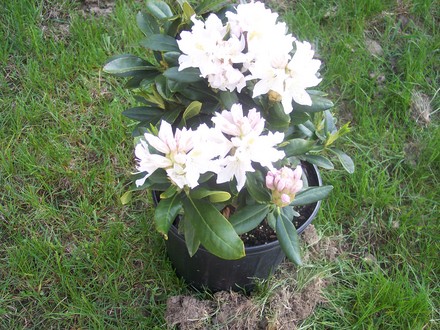 Rhododendron 