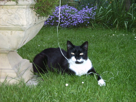Birtie under concrete 'rosebowl'