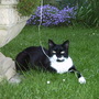 Birtie under concrete 'rosebowl'