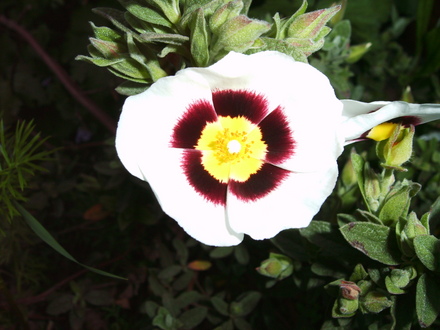 x Halimiocistus wintonensis (x Halimiocistus wintonensis)