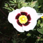 Wintonensis