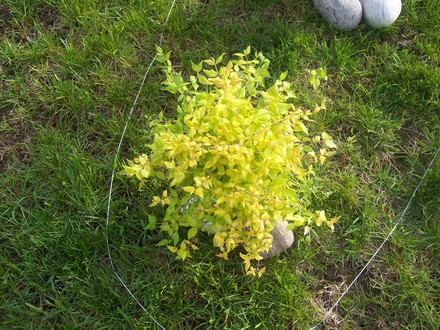 A plant for the bed to be (Kolkwitzia amabilis (American Beauty Bush))