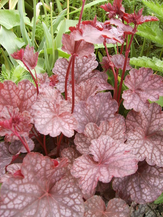 Heuchera 'Velvet Night' (Heuchera 'Velvet Night')