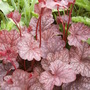 Heuchera 'Velvet Night' (Heuchera 'Velvet Night')