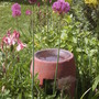 Alliums in island bed (Allium hollandicum (Ornamental onion))