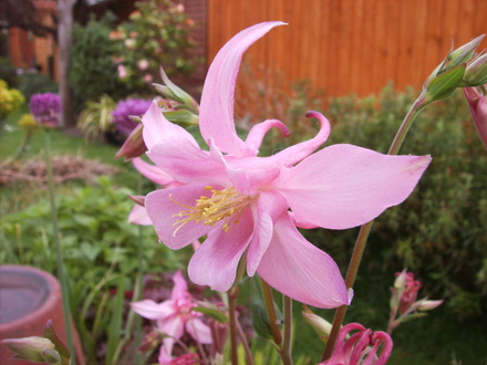 Aquilegia - McKenna's Large Flowered Hybrids  (Aquilegia 'McKenna Hybrids')