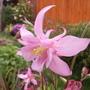 Aquilegia_-_pink