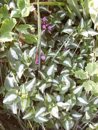 Lamium purpereum (Lamium purpureum (Henbit))