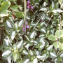 Lamium purpereum (Lamium purpureum (Henbit))