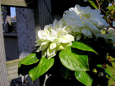 A garden flower photo